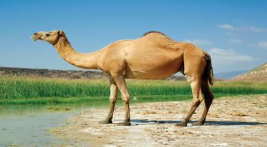 Mandatos Sobre el Sacrificio de Camellos.