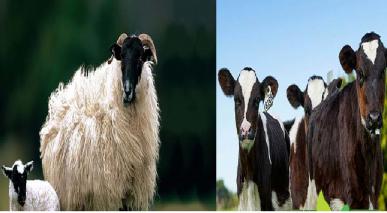 Mandatos Sobre La Caridad Obligatoria (el camello, vaca y oveja)
